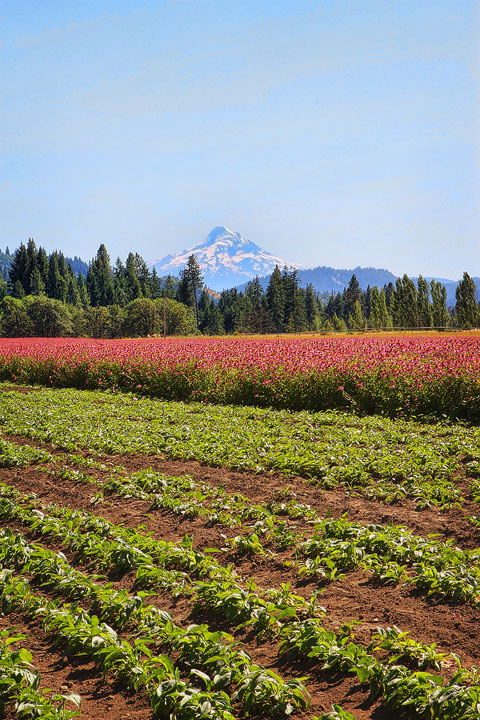 Day Trip to Trout Lake Farm