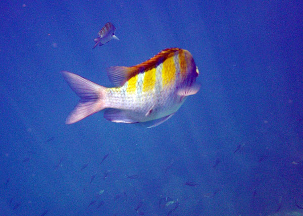 Isla Espiritu Santo