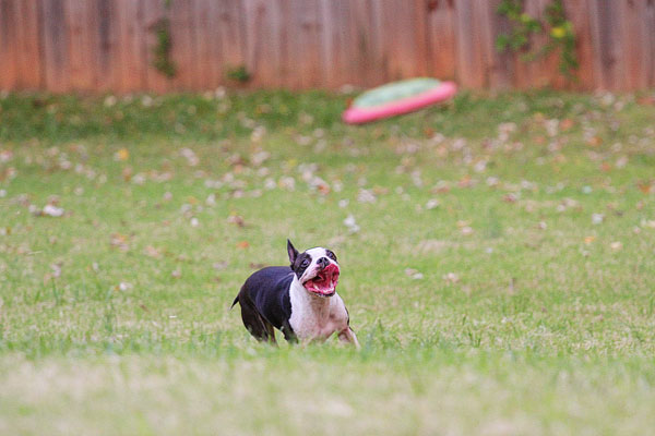 Boston Terrier Catches Frisbee