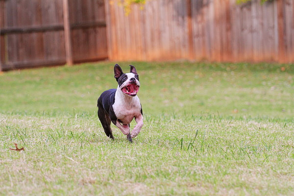 Boston Terrier Catches Frisbee