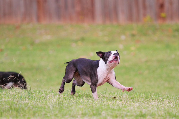 Boston Terrier Catches Frisbee