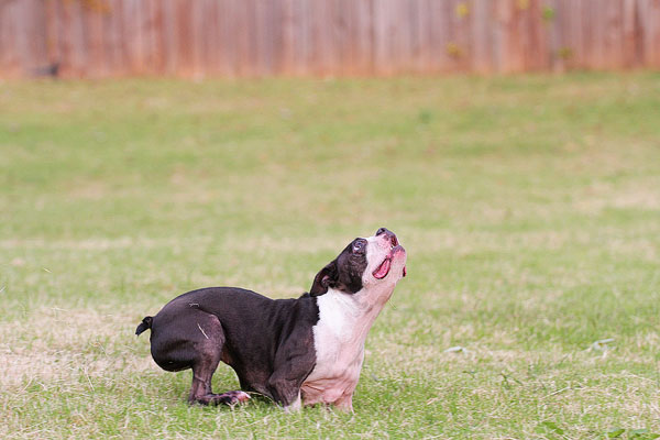 Boston Terrier Catches Frisbee