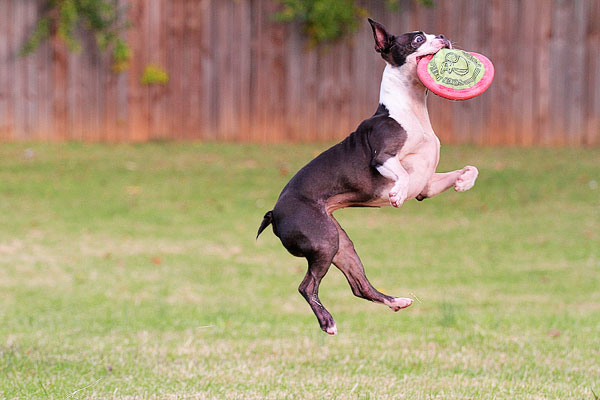 Image of a Boston Terrier Catching a Frisbee