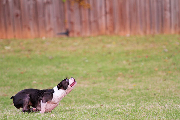 Boston Terrier Catches Frisbee