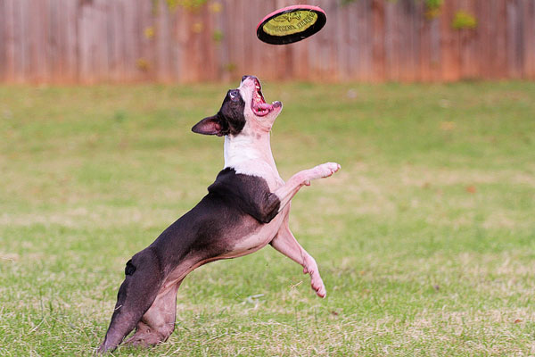 Boston Terrier Catches Frisbee