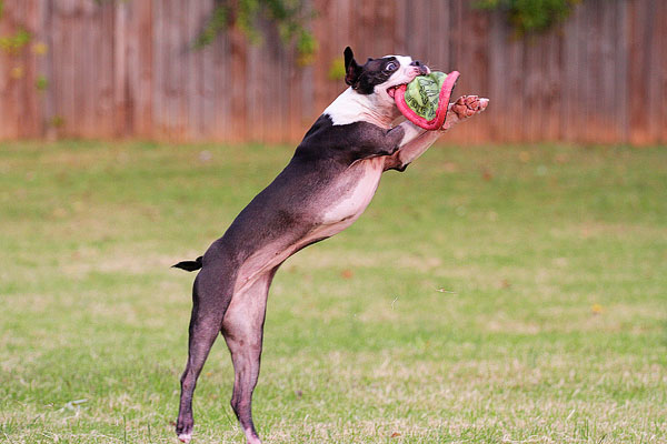 Boston Terrier Catches Frisbee