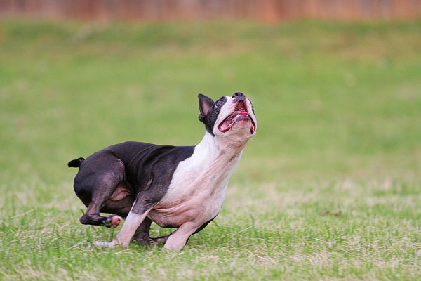 Boston Terrier Catches Frisbee