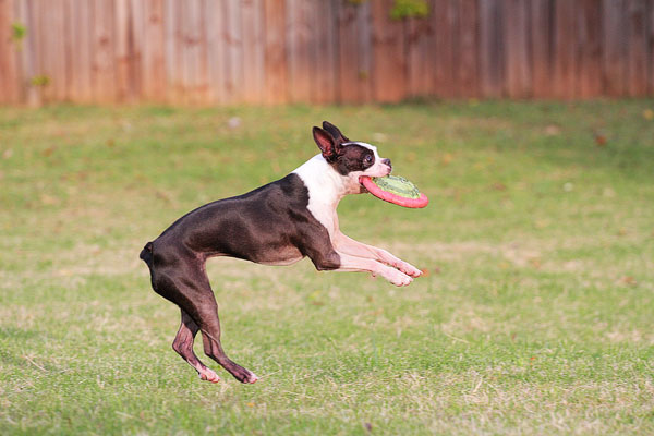 Boston Terrier Catches Frisbee