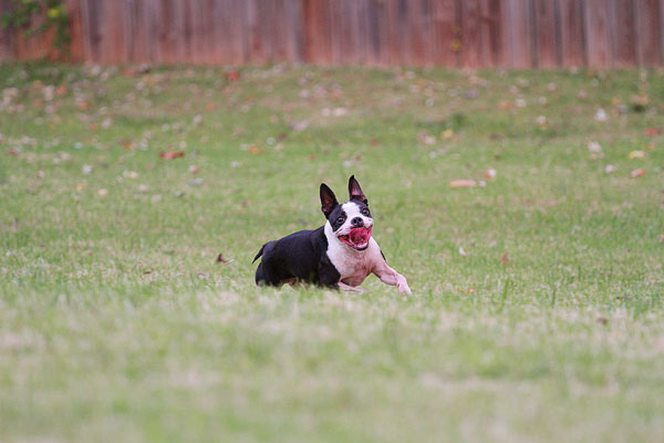 Boston Terrier Catches Frisbee