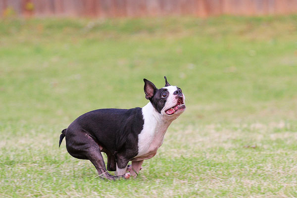 Boston Terrier Catches Frisbee