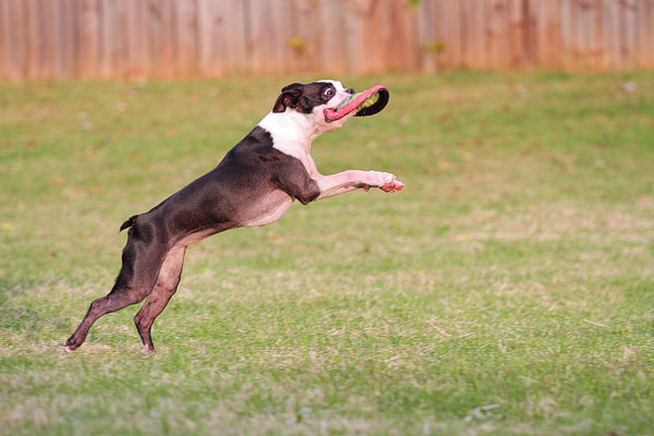 Boston Terrier Catches Frisbee