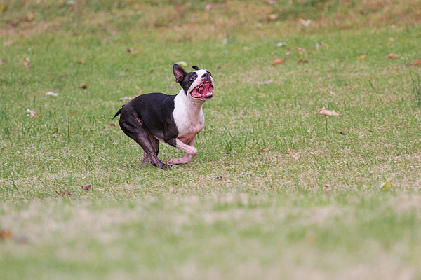 Boston Terrier Catches Frisbee