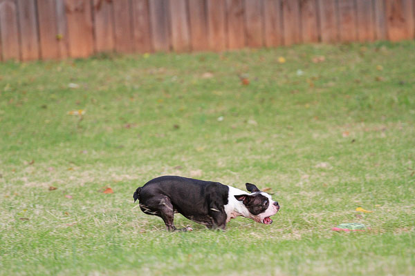 Boston Terrier Catches Frisbee