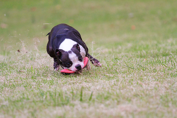 Boston Terrier Catches Frisbee