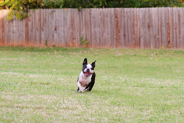 Boston Terrier Catches Frisbee