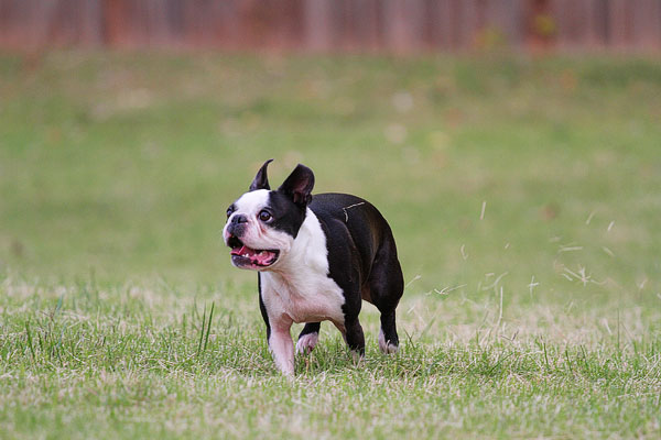 Boston Terrier Catches Frisbee