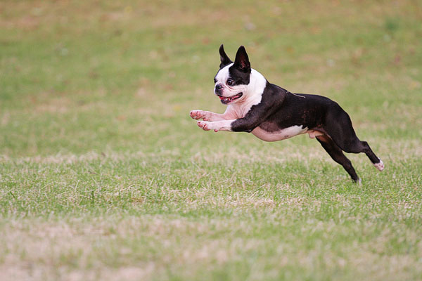 Boston Terrier Catches Frisbee