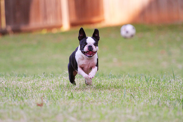 Boston Terrier Catches Frisbee