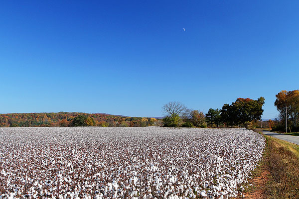 Alabama Cotton Fields