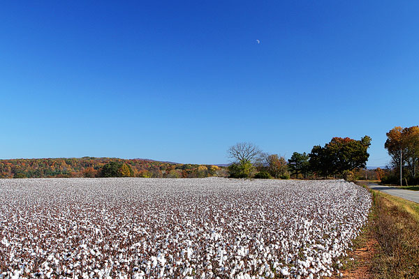 Yankee In A Southern Cotton Field