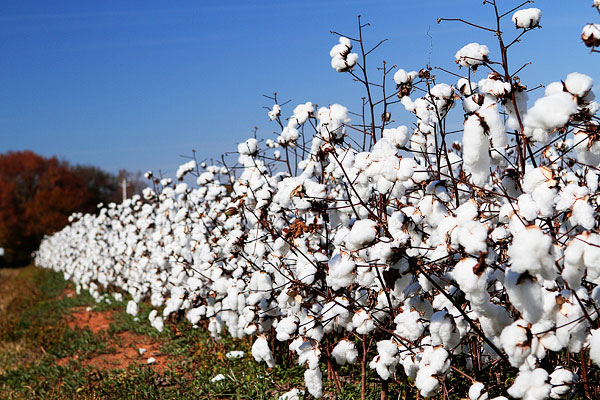 Alabama Cotton Field Picture 