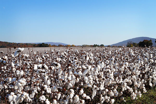 Alabama Cotton Field Picture 