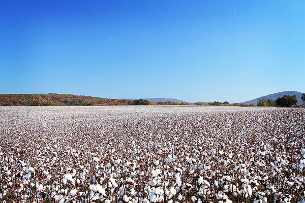 Alabama Cotton Field Photo