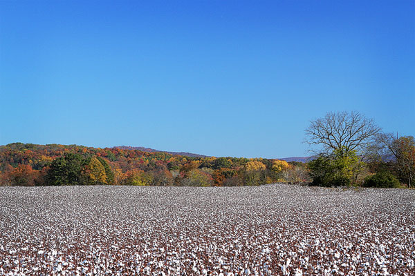 Alabama Cotton Field Photo