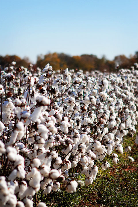 Cotton Fields In Alabama During Fall