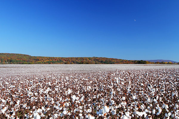 Cotton Plants In Alabama During Fall