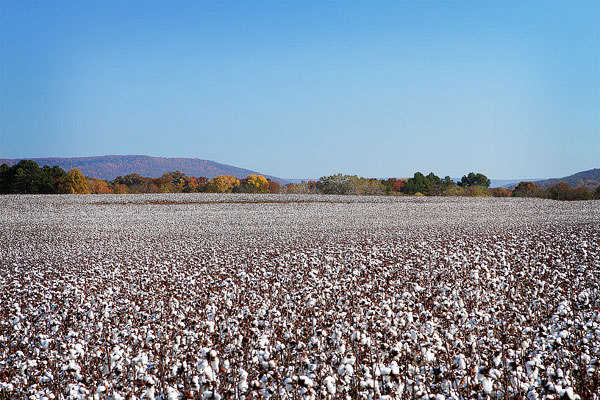 Picture Of Alabama Cotton Plants