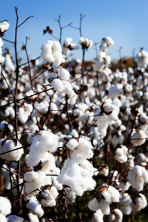 Cotton Plant Picture