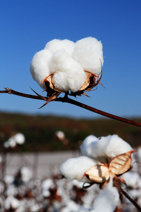 Alabama Cotton Fields | Visit Alabama During Fall To See Cotton Plants