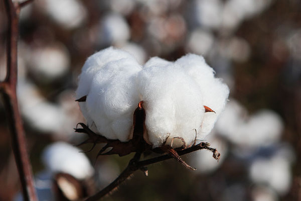 Alabama Cotton Picture