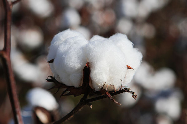 Alabama Cotton Fields | Visit Alabama During Fall To See Cotton Plants