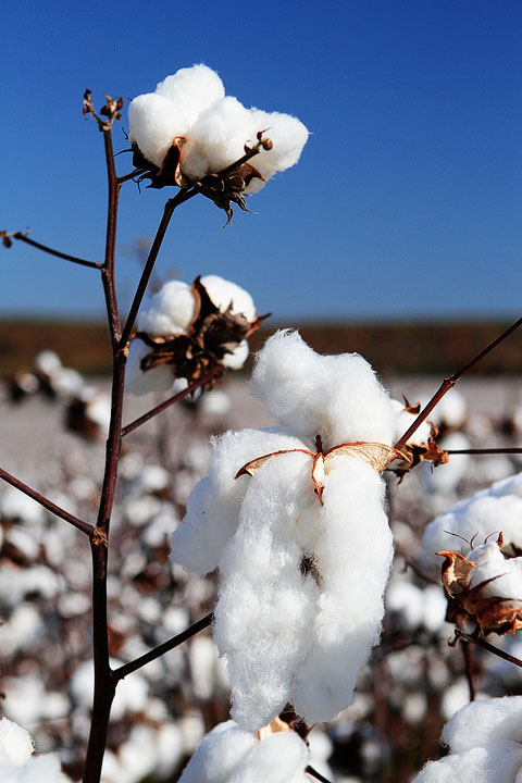 Alabama Cotton Field Plant