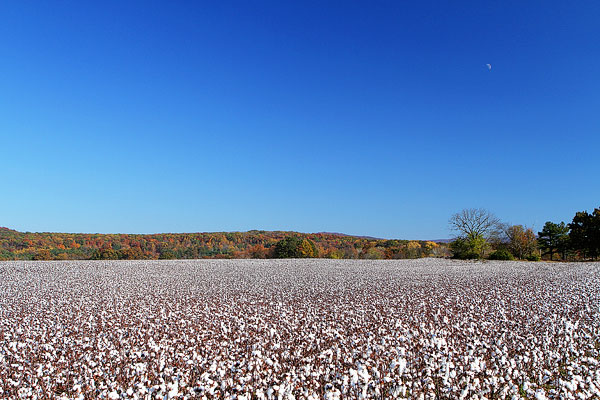 Alabama Cotton Fields