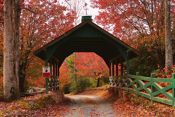 Foliage in Blue Ridge, Georgia