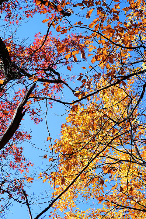 Blue Ridge, Georgia Fall Weekend Getaway. Hiking, Cabins & Waterfalls.