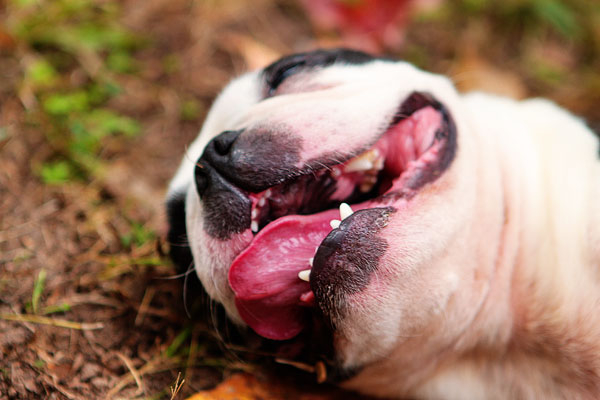 boston terrier slug