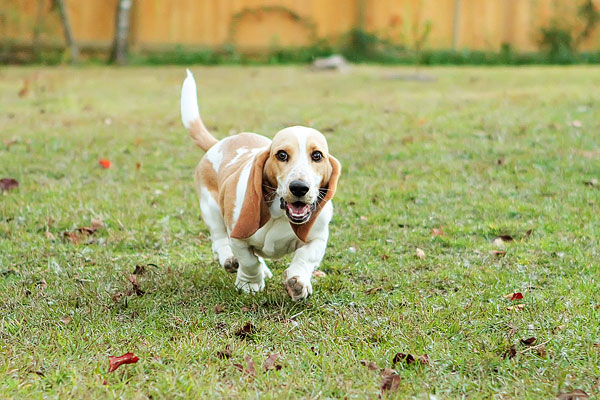 Louie the Lemon Basset Hound Puppy