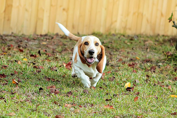 Louie the Lemon Basset Hound Puppy