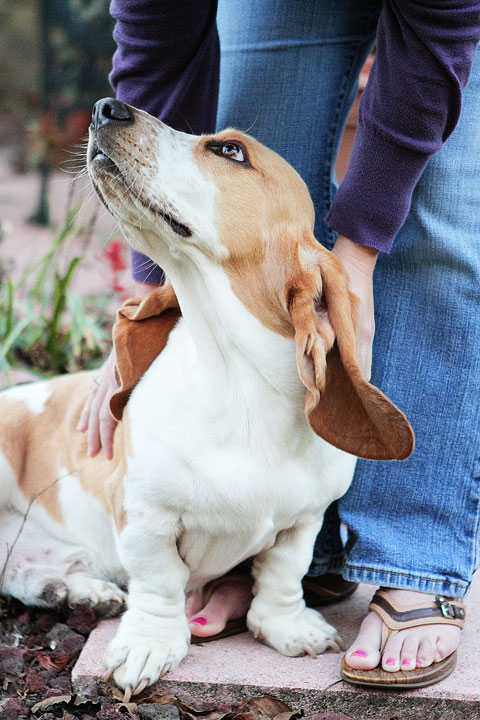 Louie the Lemon Basset Hound Puppy