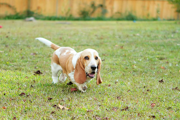 Louie the Lemon Basset Hound Puppy