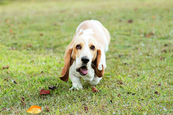 Louie the Lemon Basset Hound Puppy