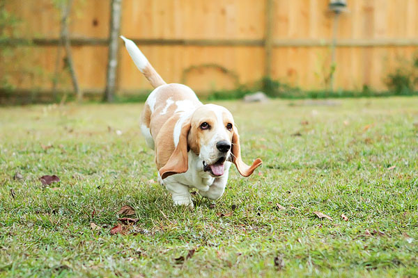 Louie the Lemon Basset Hound Puppy