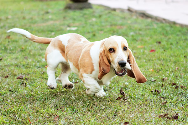 Louie the Lemon Basset Hound Puppy