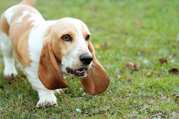 Louie the Lemon Basset Hound Puppy