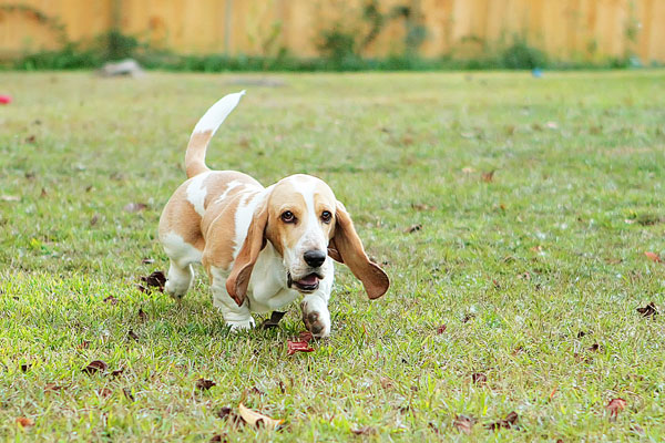 Louie the Lemon Basset Hound Puppy