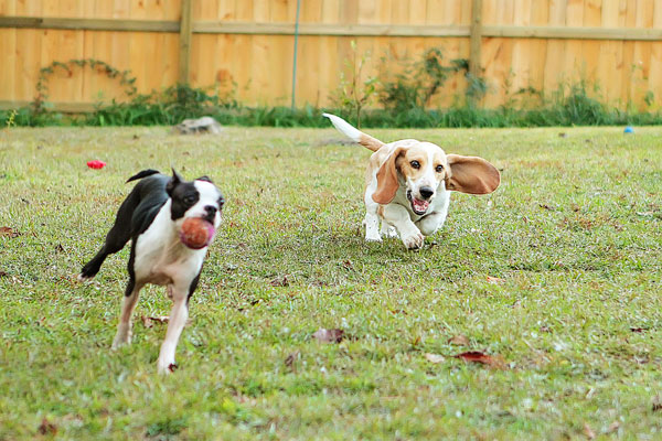 Louie the Lemon Basset Hound Puppy